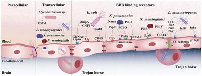 Bacterial meningitis in Africa